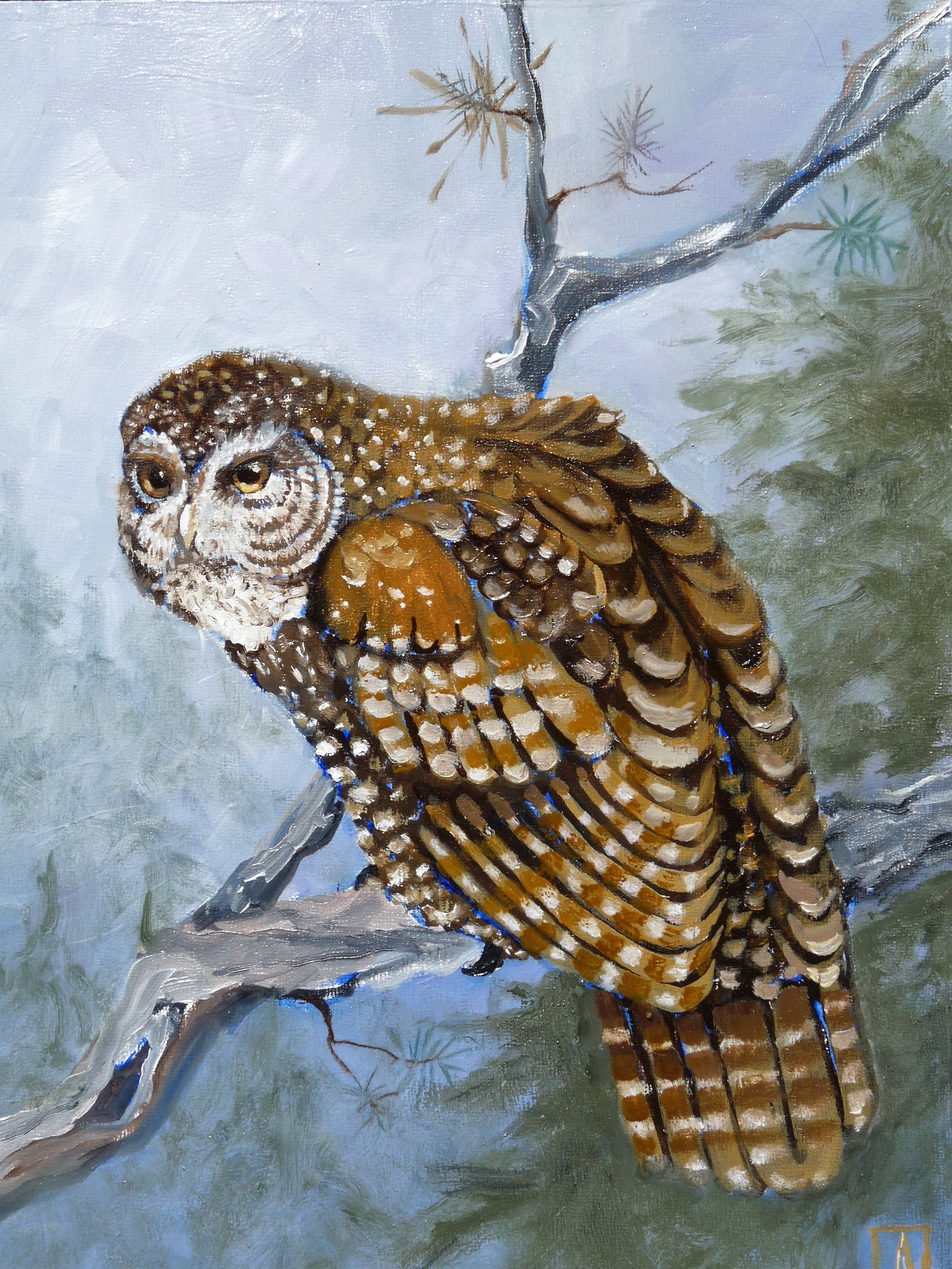 "Spotted owl perched in a redwood forest, 11x8 digital print from original oil painting by Sonoma County artist Andrea Cleall"